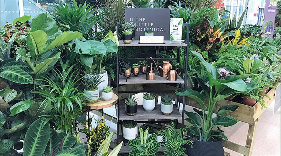 Hill's Plants